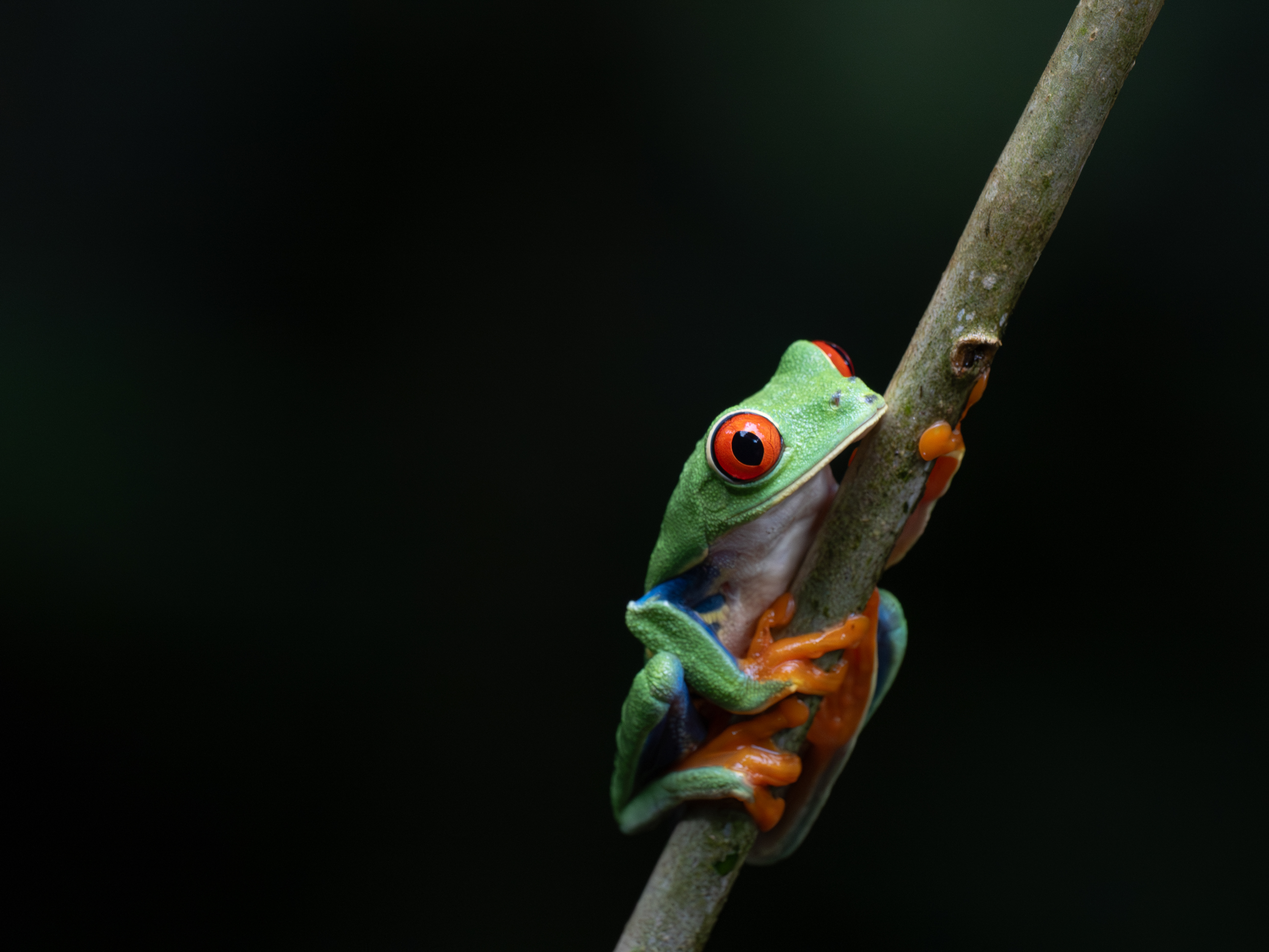 Photo from 15-Day Complete Costa Rica Birding Journey safari tour
